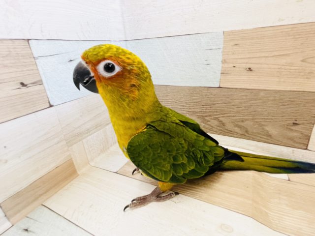 後退りするけど甘えん坊♥️コガネメキシコインコヒナ! コガネメキシコインコ