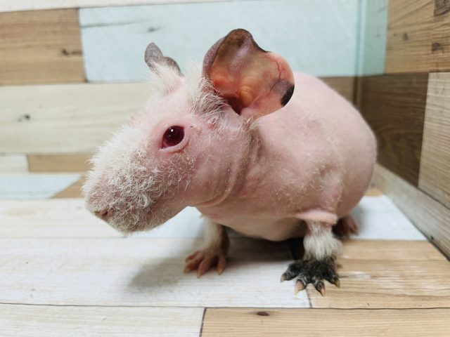 スキニーギニアピッグ