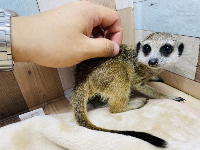 ミーアキャット