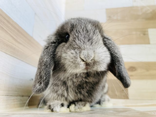 ロップイヤーラビット