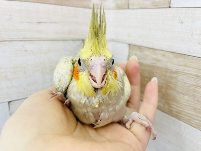 オカメインコ