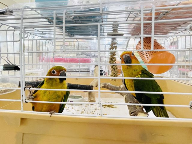 コガネメキシコインコ