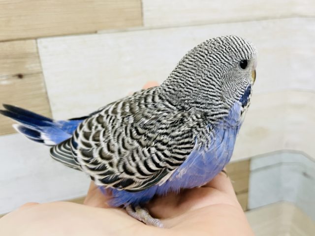 ジャンボセキセイインコ