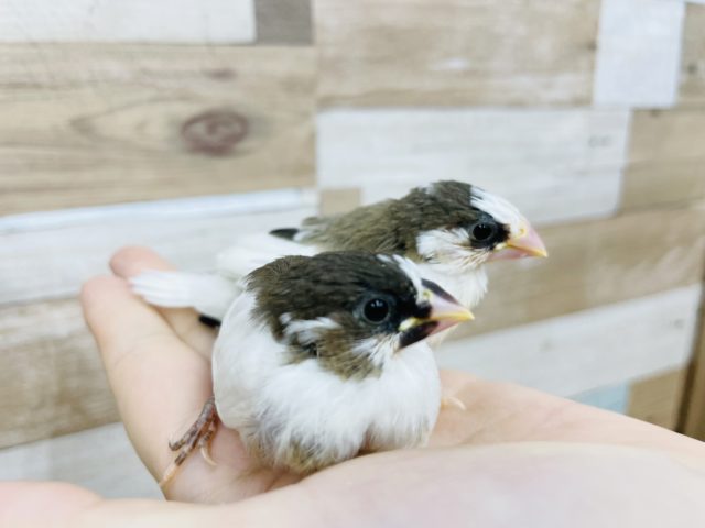 十姉妹（ジュウシマツ）