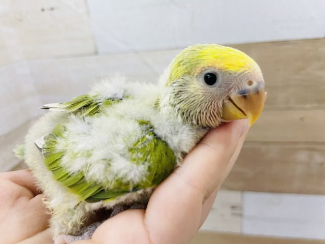 コザクラインコ（小桜インコ）
