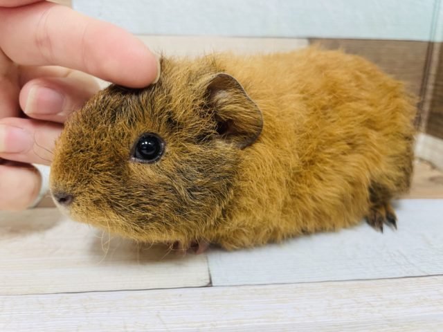 テディモルモット