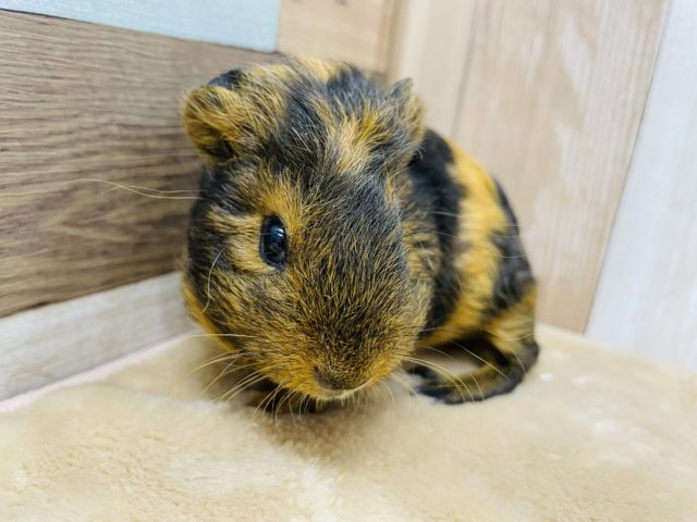 テッセルモルモット