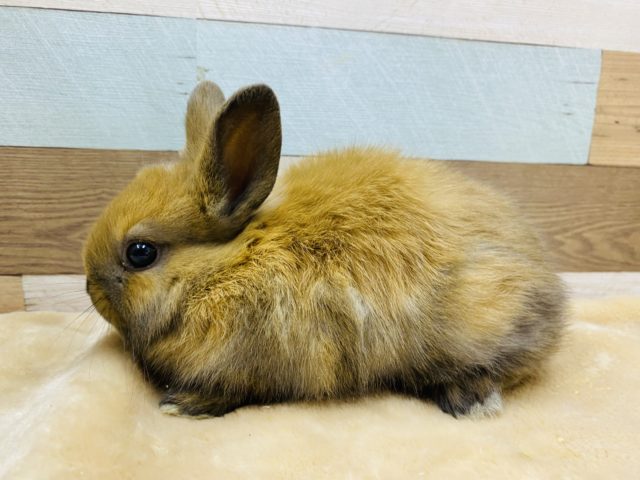 ネザーランドドワーフ