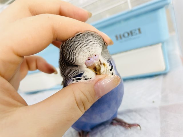 ジャンボセキセイインコ
