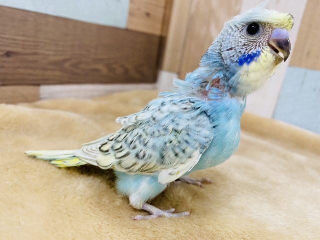 羽衣セキセイインコ