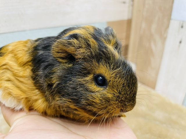 テッセルモルモット