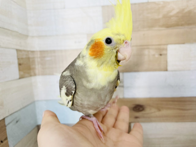 オカメインコ