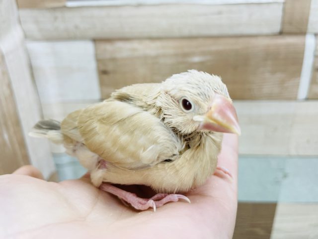 シナモン文鳥