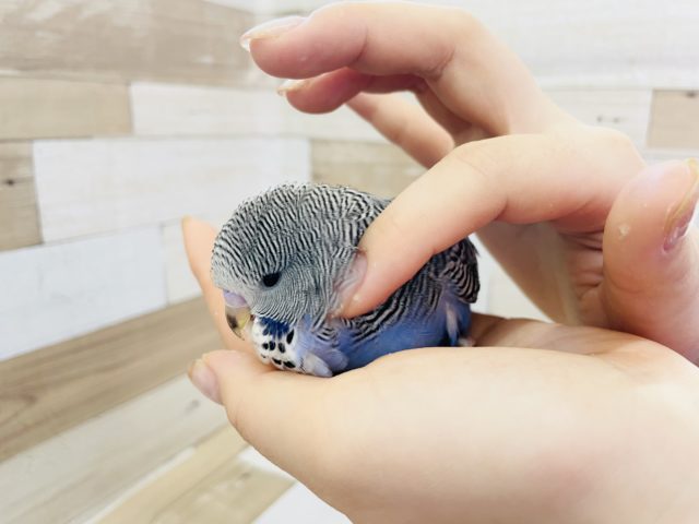 ジャンボセキセイインコ
