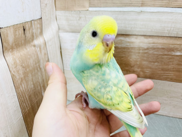 セキセイインコ