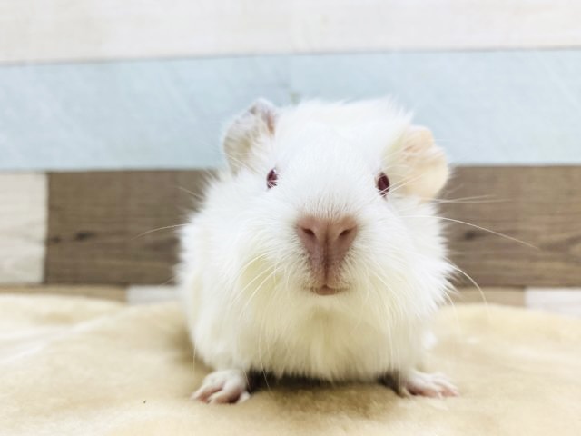 アビシニアンモルモット