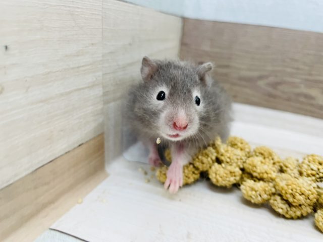 ゴールデンハムスター