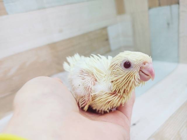 サザナミインコ