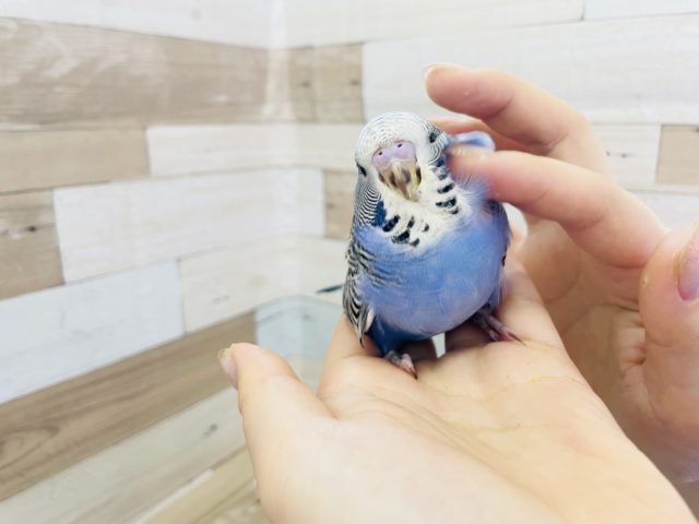ジャンボセキセイインコ