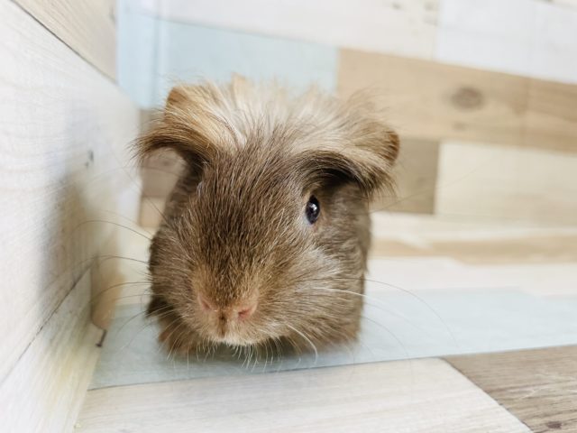 クレステッドモルモット