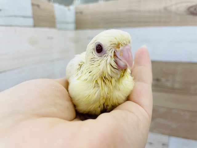 サザナミインコ