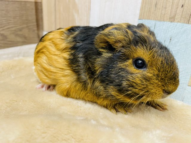 テッセルモルモット