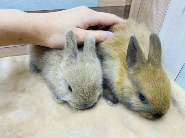 ネザーランドドワーフ