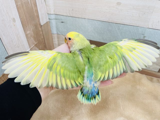 コザクラインコ（小桜インコ）