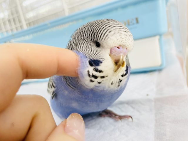 ジャンボセキセイインコ