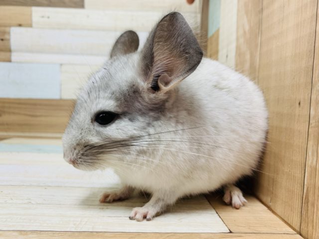 チンチラ