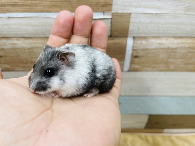 ジャンガリアンハムスター