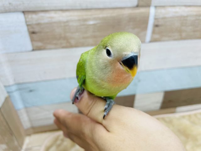 コザクラインコ（小桜インコ）