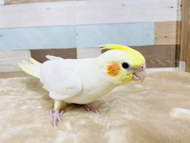オカメインコ