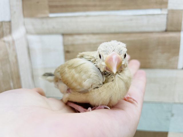 シナモン文鳥