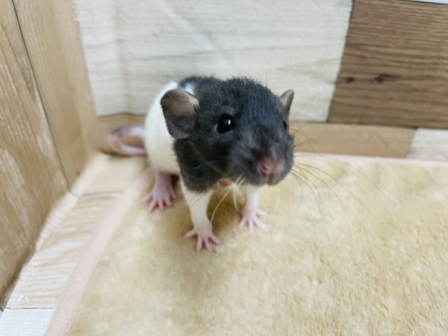 ファンシーラット