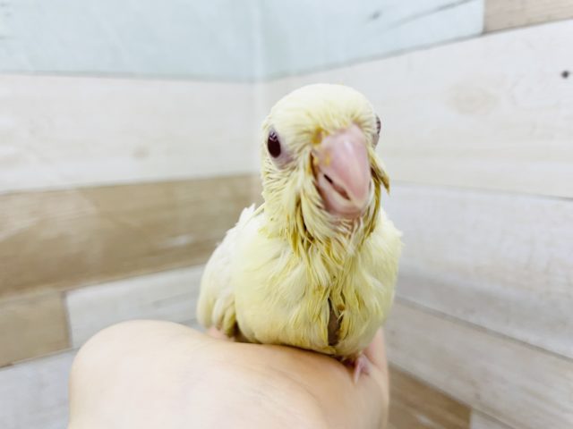 サザナミインコ
