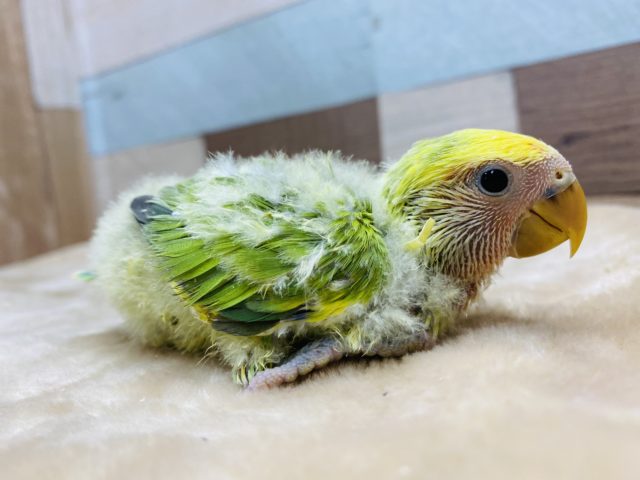 コザクラインコ（小桜インコ）