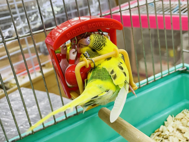 セキセイインコ