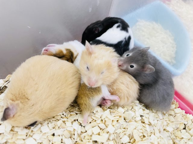 ゴールデンハムスター