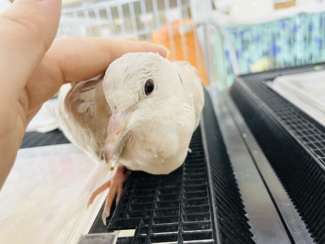 ジュズカケバト