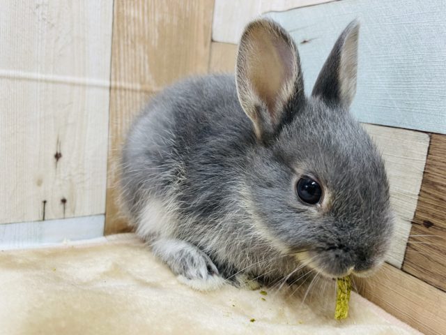 ネザーランドドワーフ