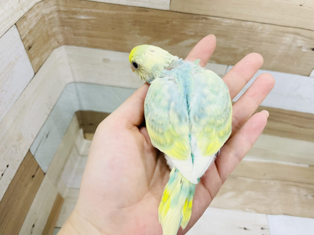 セキセイインコ