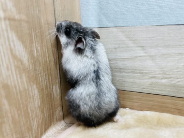 ジャンガリアンハムスター