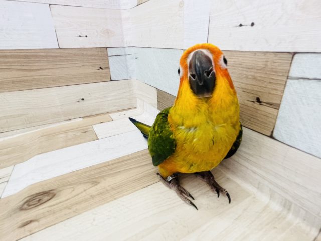 コガネメキシコインコ