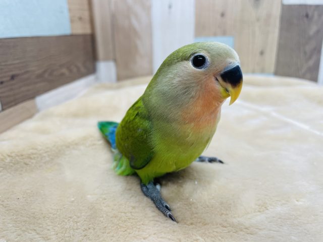 コザクラインコ（小桜インコ）