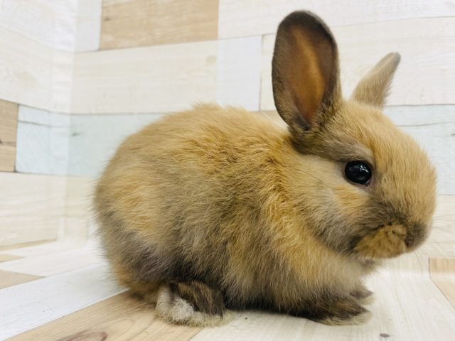 ネザーランドドワーフ