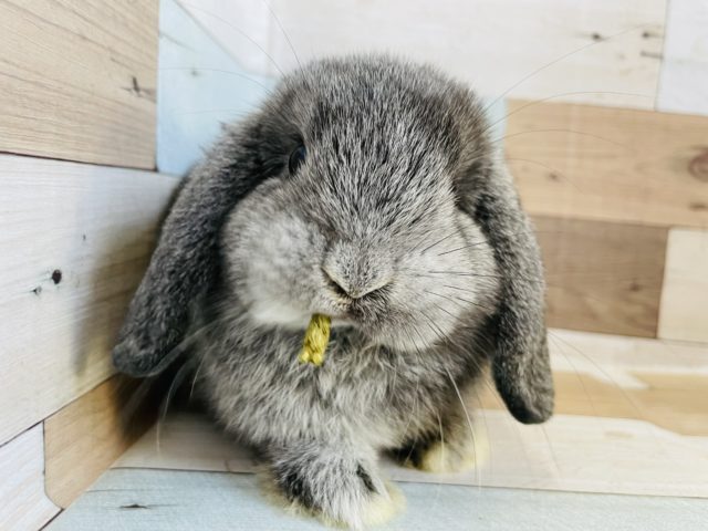 ロップイヤーラビット