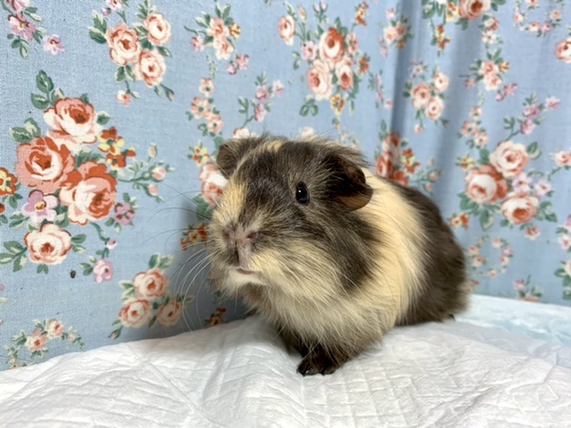 イングリッシュモルモット