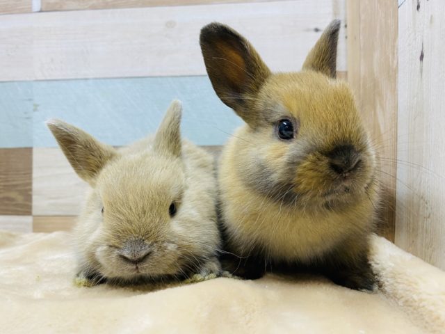 ネザーランドドワーフ