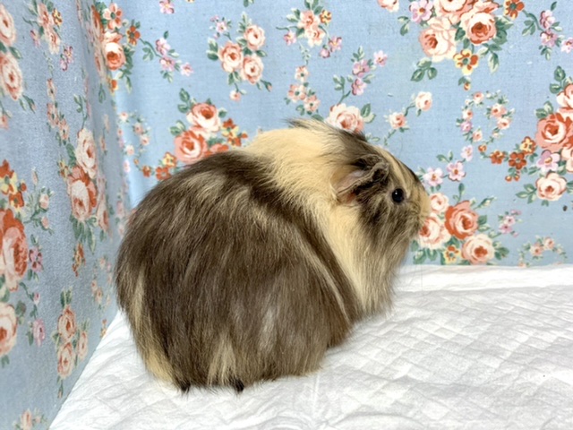 イングリッシュモルモット